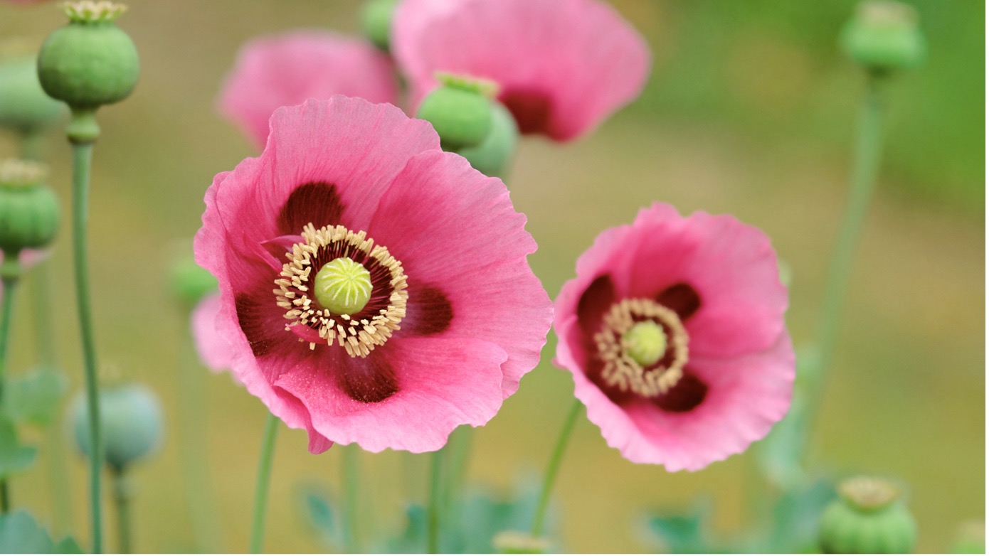 fleurs